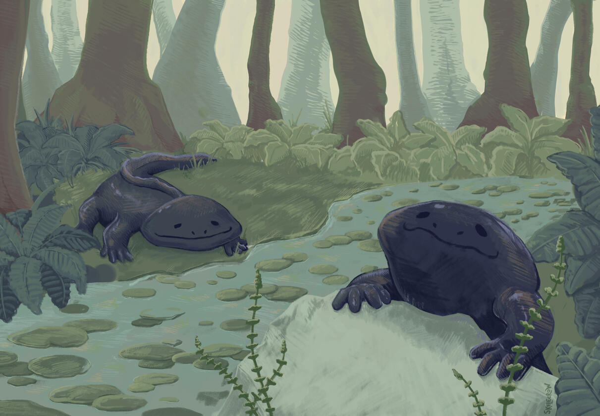 The Sclerocephalus Hauseri